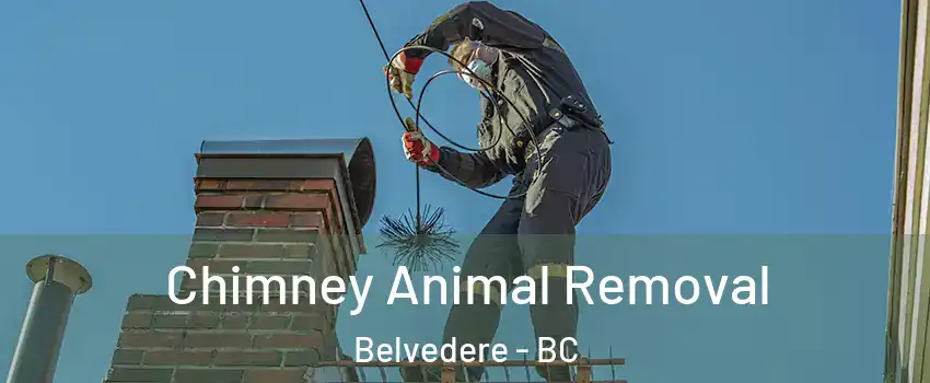  Chimney Animal Removal Belvedere - BC