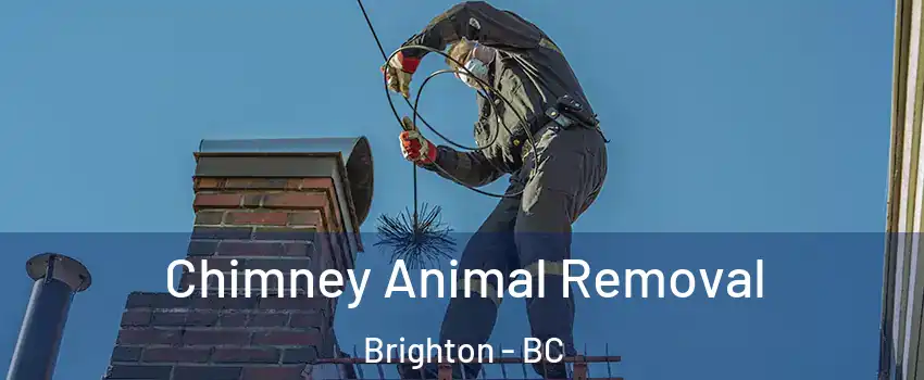  Chimney Animal Removal Brighton - BC