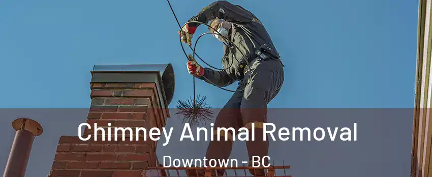 Chimney Animal Removal Downtown - BC