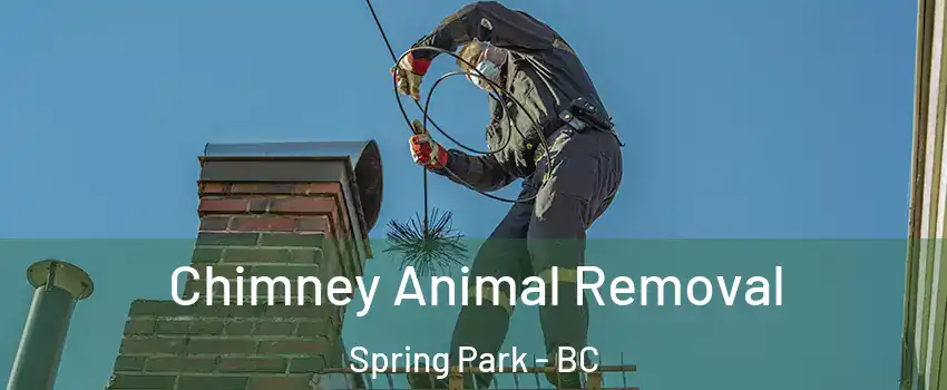  Chimney Animal Removal Spring Park - BC