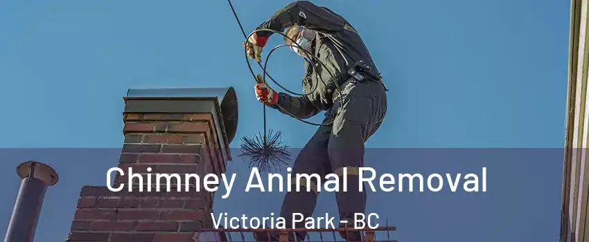  Chimney Animal Removal Victoria Park - BC
