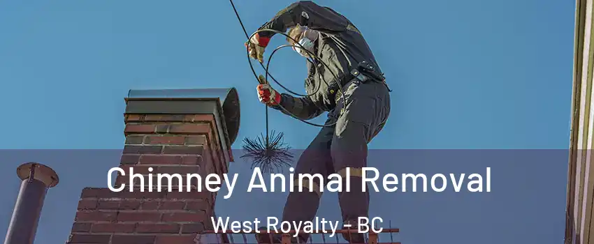Chimney Animal Removal West Royalty - BC