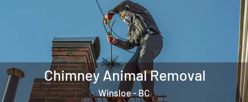  Chimney Animal Removal Winsloe - BC
